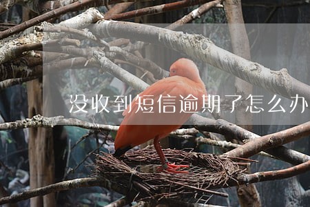 没收到短信逾期了怎么办 没收到短信逾期了怎么办