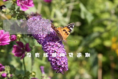 没有任何网贷逾期 没有任何网贷逾期