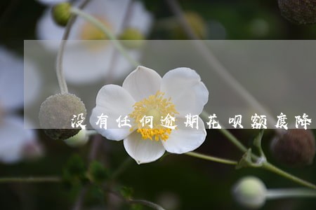没有任何逾期花呗额度降低 没有任何逾期花呗额度降低