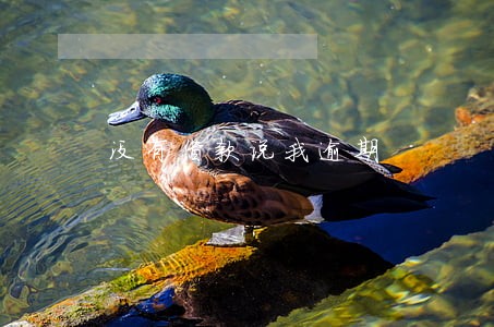 没有借款说我逾期 没有借款说我逾期