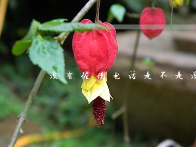 没有催债电话是不是没有逾期 没有催债电话是不是没有逾期