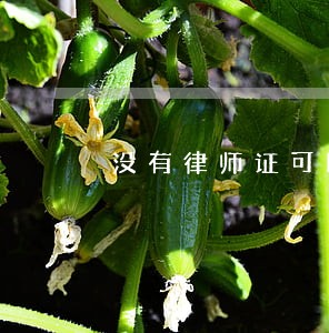没有律师证可以打债务官司吗 没有律师证可以打债务官司吗