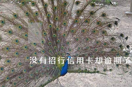 没有招行信用卡却逾期了 没有招行信用卡却逾期了