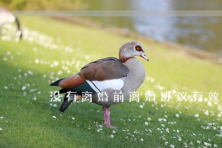 没有离婚前离婚协议有效吗 没有离婚前离婚协议有效吗