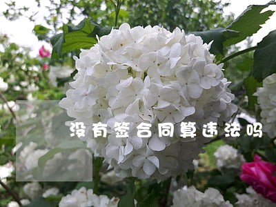 没有签合同算违法吗 没有签合同算违法吗