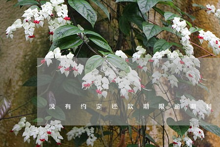 没有约定还款期限逾期利率