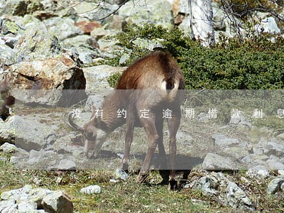 没有约定逾期借款利息的