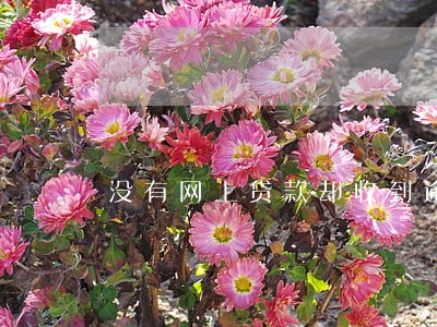 没有网上贷款却收到逾期短信 没有网上贷款却收到逾期短信