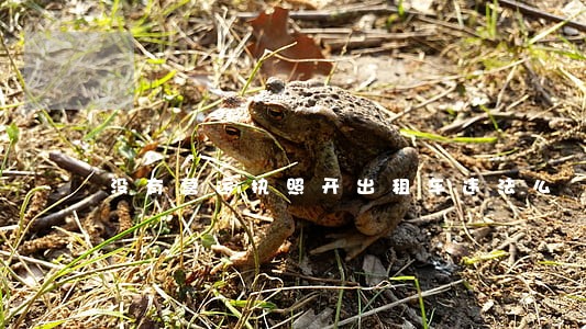 没有营运执照开出租车违法么