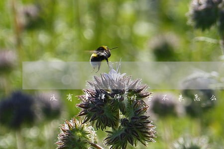 没有请律师对方不来怎么办 没有请律师对方不来怎么办