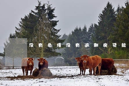 没有负债没有逾期房贷能过吗 没有负债没有逾期房贷能过吗