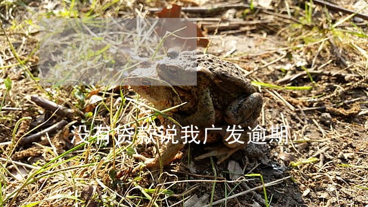 没有贷款说我广发逾期 没有贷款说我广发逾期