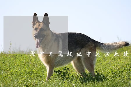 没有车驾驶证有违法未处理 没有车驾驶证有违法未处理