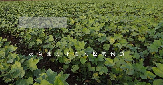 没有逾期不看风控的网贷 没有逾期不看风控的网贷
