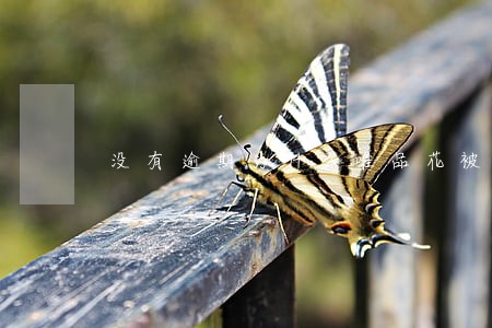 没有逾期为什么唯品花被冻结 没有逾期为什么唯品花被冻结