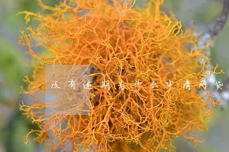 没有逾期为什么申请网贷被拒 没有逾期为什么申请网贷被拒