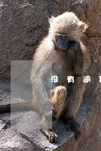 没有逾期为什么花呗冻结 没有逾期为什么花呗冻结