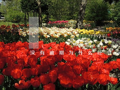 没有逾期为什么还显示征信不良