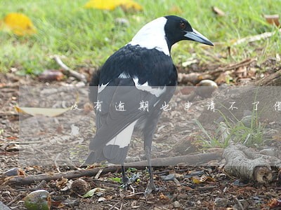 没有逾期也申请不了借贷 没有逾期也申请不了借贷