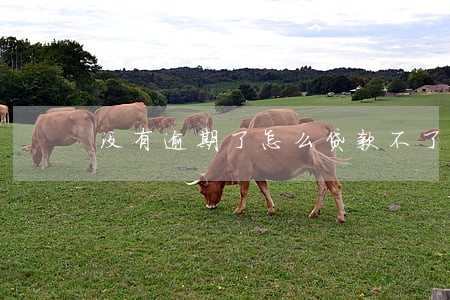 没有逾期了怎么贷款不了 没有逾期了怎么贷款不了