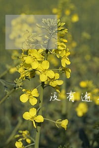 没有逾期交行还每天催 没有逾期交行还每天催