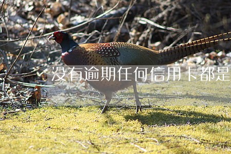 没有逾期任何信用卡都是秒拒 没有逾期任何信用卡都是秒拒