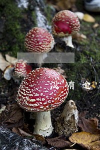 没有逾期但多次查询个人征信 没有逾期但多次查询个人征信