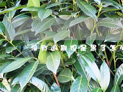 没有逾期但是黑了怎么借钱 没有逾期但是黑了怎么借钱