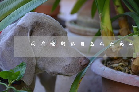 没有逾期信用怎么会是D 没有逾期信用怎么会是D