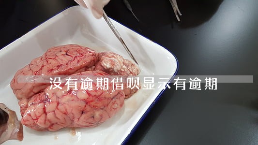 没有逾期借呗显示有逾期