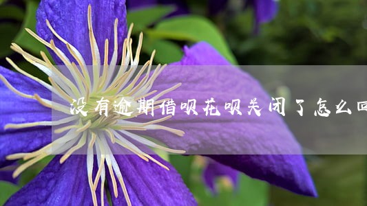 没有逾期借呗花呗关闭了怎么回事 没有逾期借呗花呗关闭了怎么回事
