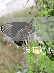 没有逾期借款频繁 没有逾期借款频繁