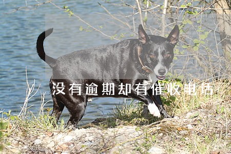 没有逾期却有催收电话 没有逾期却有催收电话