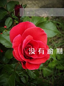 没有逾期却有逾期记录 没有逾期却有逾期记录