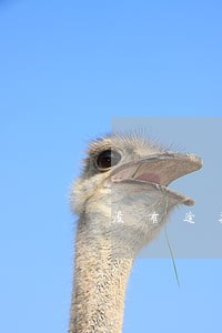 没有逾期和欠款为什么花呗停用了 没有逾期和欠款为什么花呗停用了