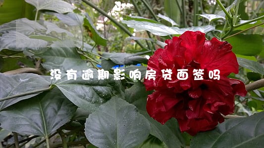 没有逾期影响房贷面签吗