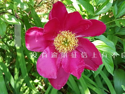 没有逾期征信上有不良记录吗 没有逾期征信上有不良记录吗