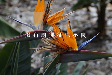 没有逾期征信不良 没有逾期征信不良