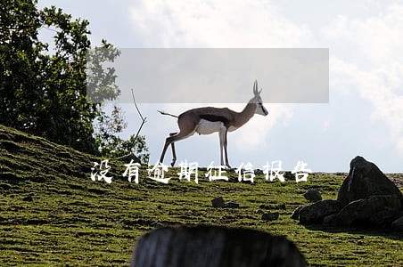 没有逾期征信报告 没有逾期征信报告