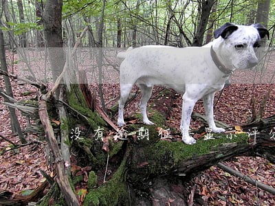 没有逾期征信显示评分低 没有逾期征信显示评分低