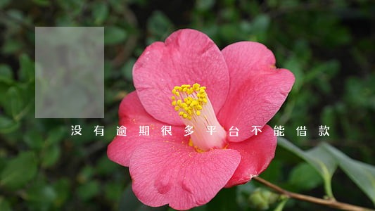 没有逾期很多平台不能借款 没有逾期很多平台不能借款