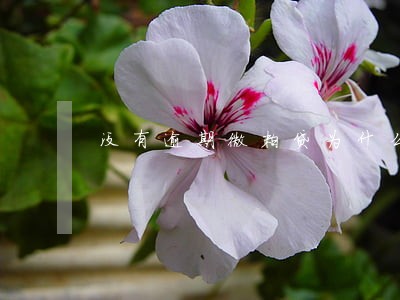 没有逾期微粒贷为什么借不了款 没有逾期微粒贷为什么借不了款