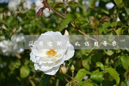 没有逾期怎么信用异常 没有逾期怎么信用异常