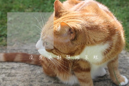 没有逾期想做呆账 没有逾期想做呆账