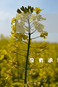 没有逾期所以网贷不放款 没有逾期所以网贷不放款