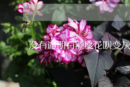 没有逾期有额度花呗变灰色 没有逾期有额度花呗变灰色