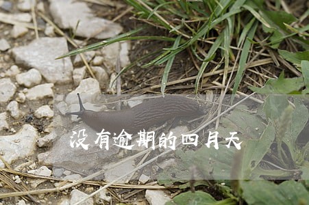 没有逾期的四月天 没有逾期的四月天