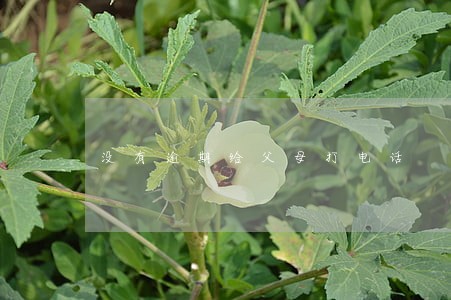 没有逾期给父母打电话 没有逾期给父母打电话