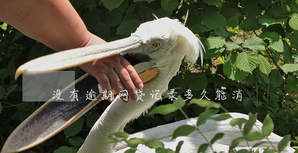 没有逾期网贷记录多久能消 没有逾期网贷记录多久能消