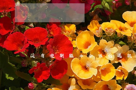 没有逾期能办个性化还款吗 没有逾期能办个性化还款吗